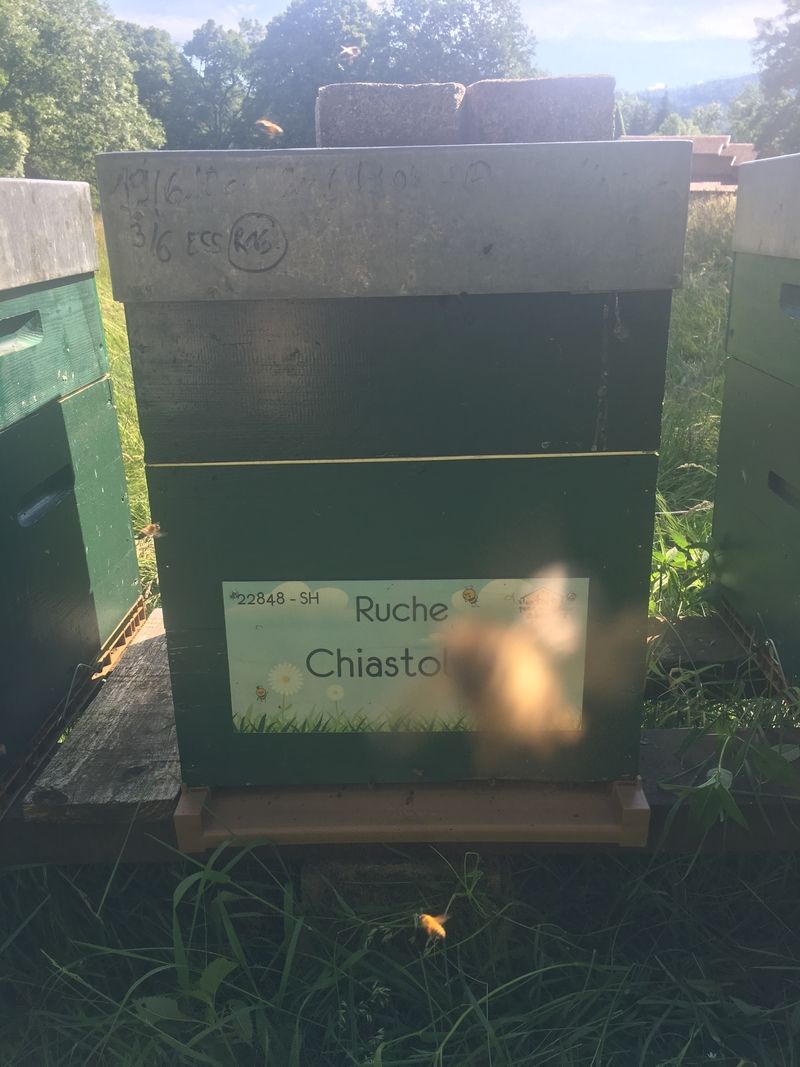 La ruche Chiastolite