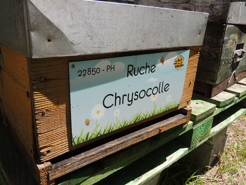 La ruche Chrysocolle