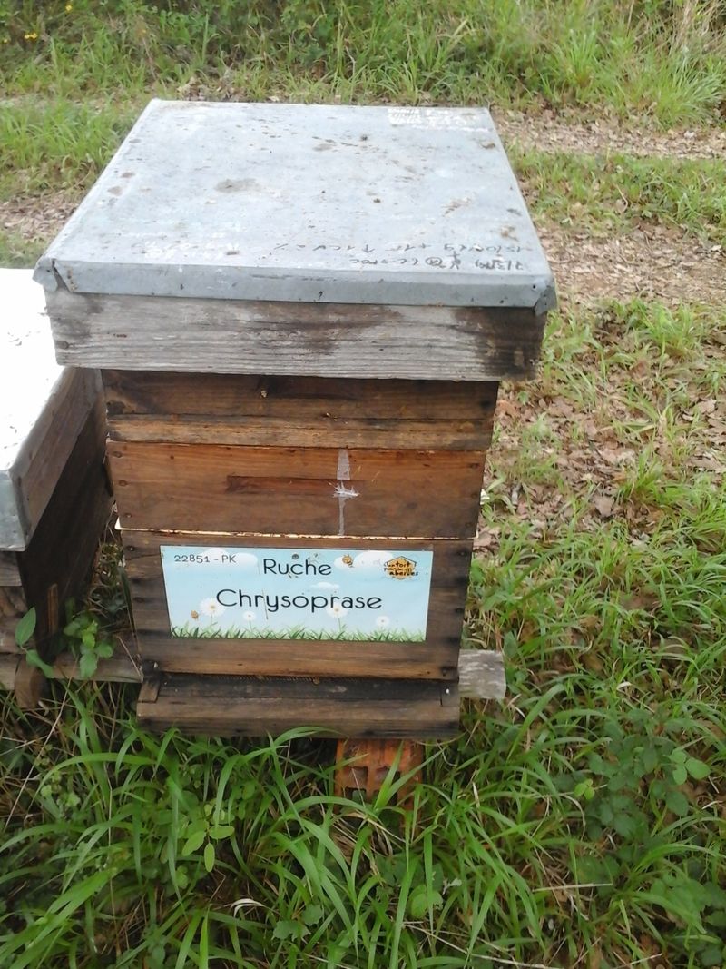 La ruche Chrysoprase