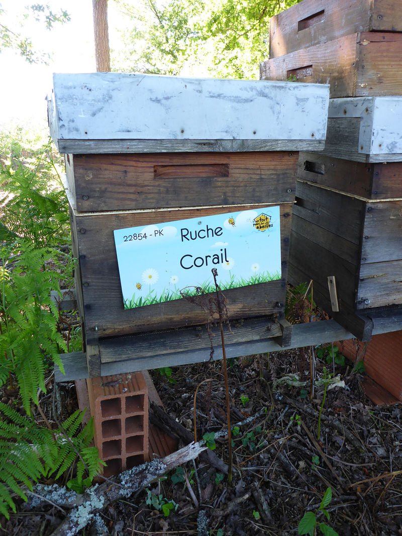 La ruche Corail