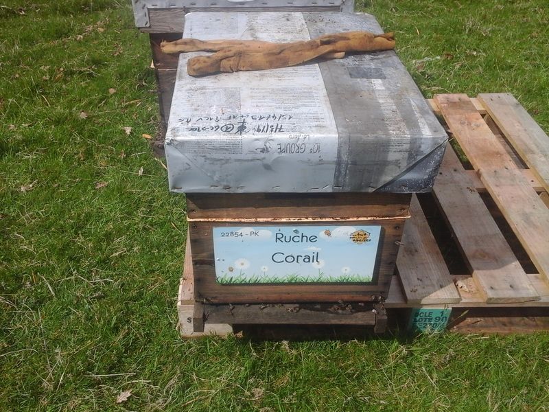 La ruche Corail