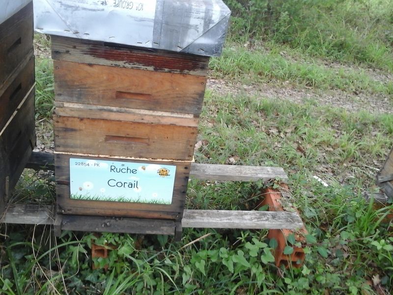 La ruche Corail