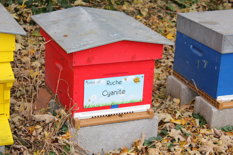 La ruche Cyanite