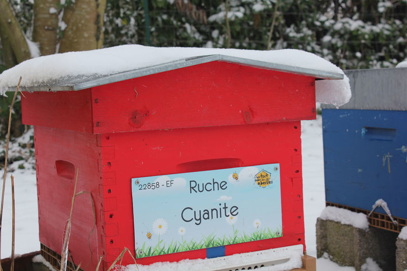 La ruche Cyanite