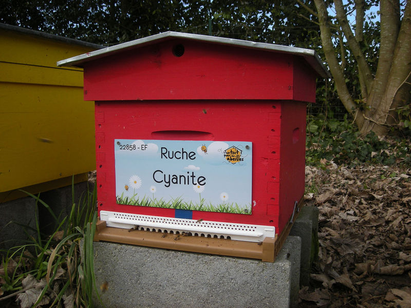 La ruche Cyanite