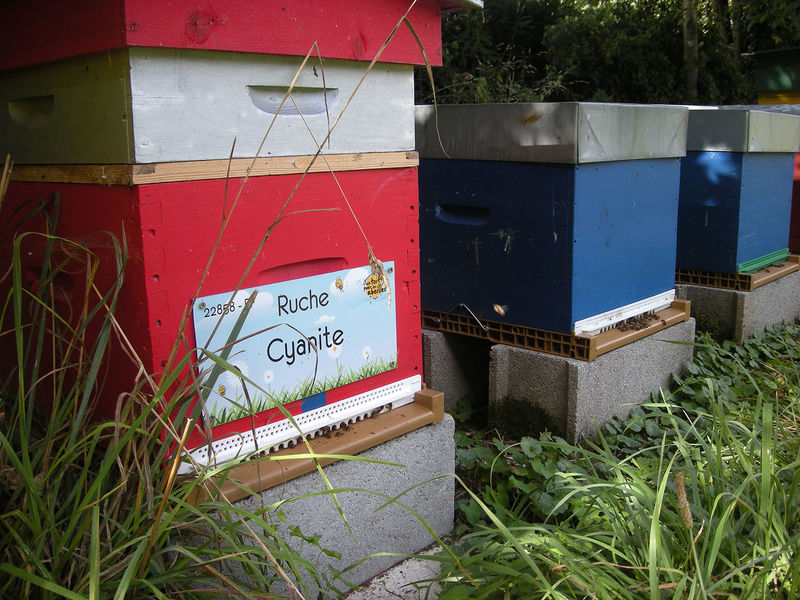 La ruche Cyanite