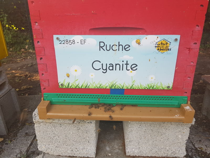 La ruche Cyanite