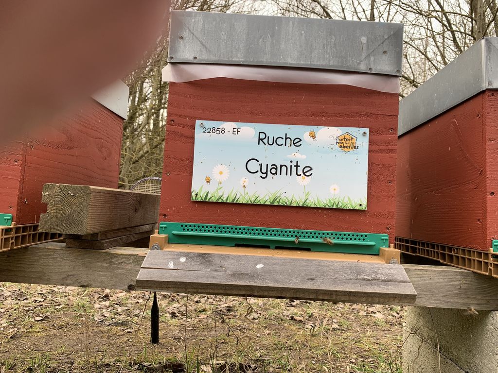 La ruche Cyanite