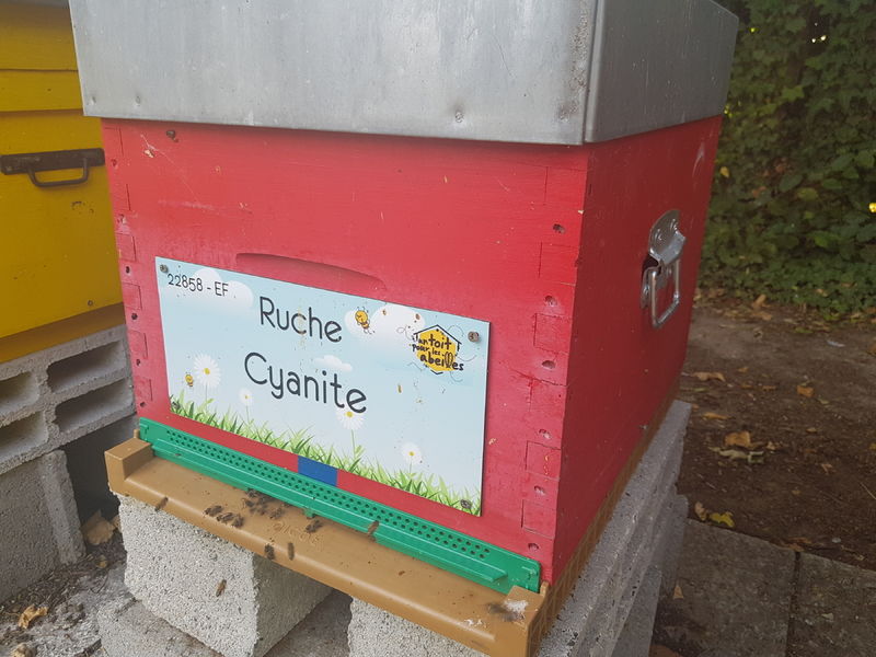 La ruche Cyanite