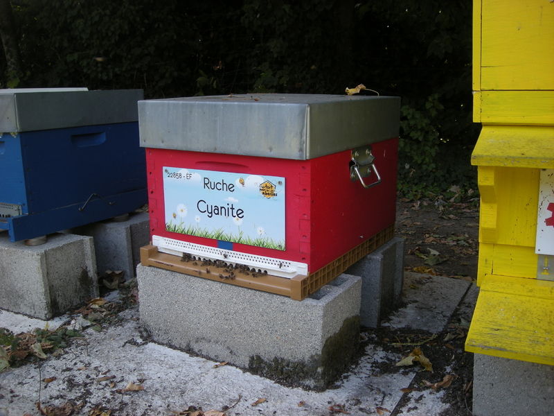 La ruche Cyanite