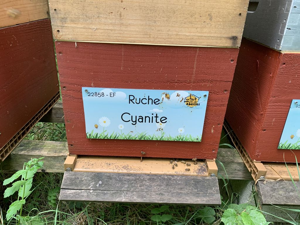 La ruche Cyanite