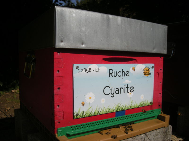 La ruche Cyanite
