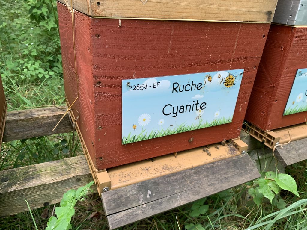 La ruche Cyanite