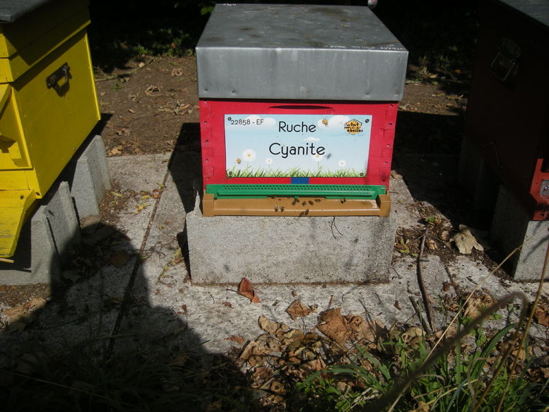 La ruche Cyanite