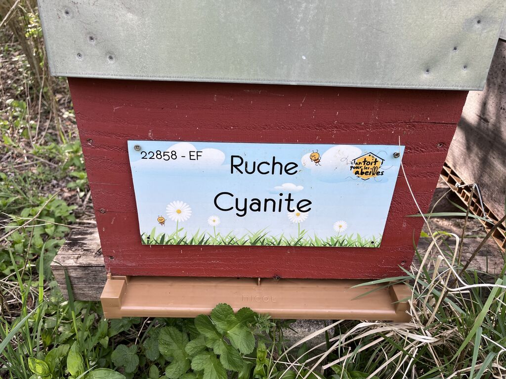 La ruche Cyanite