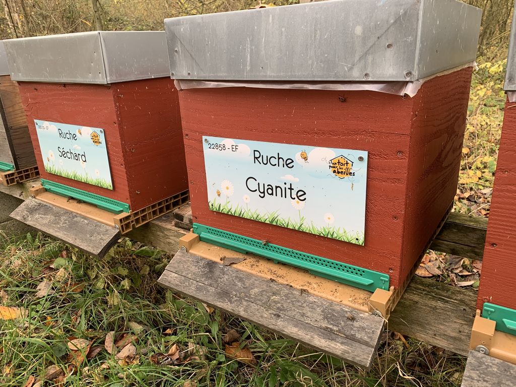 La ruche Cyanite
