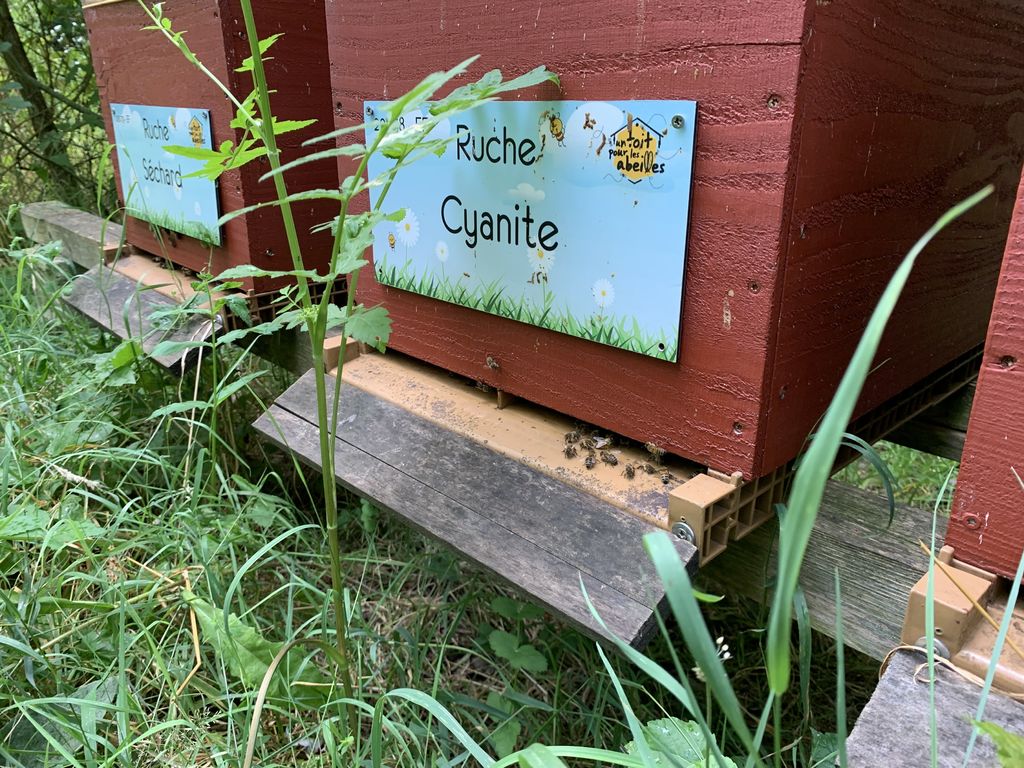 La ruche Cyanite