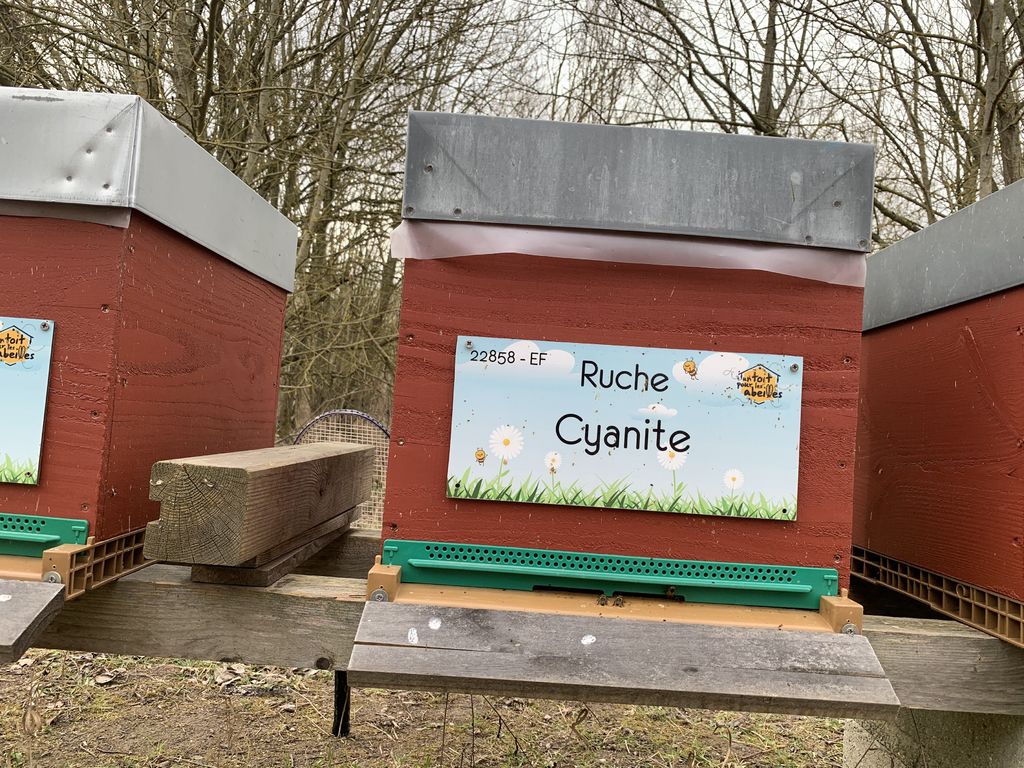 La ruche Cyanite