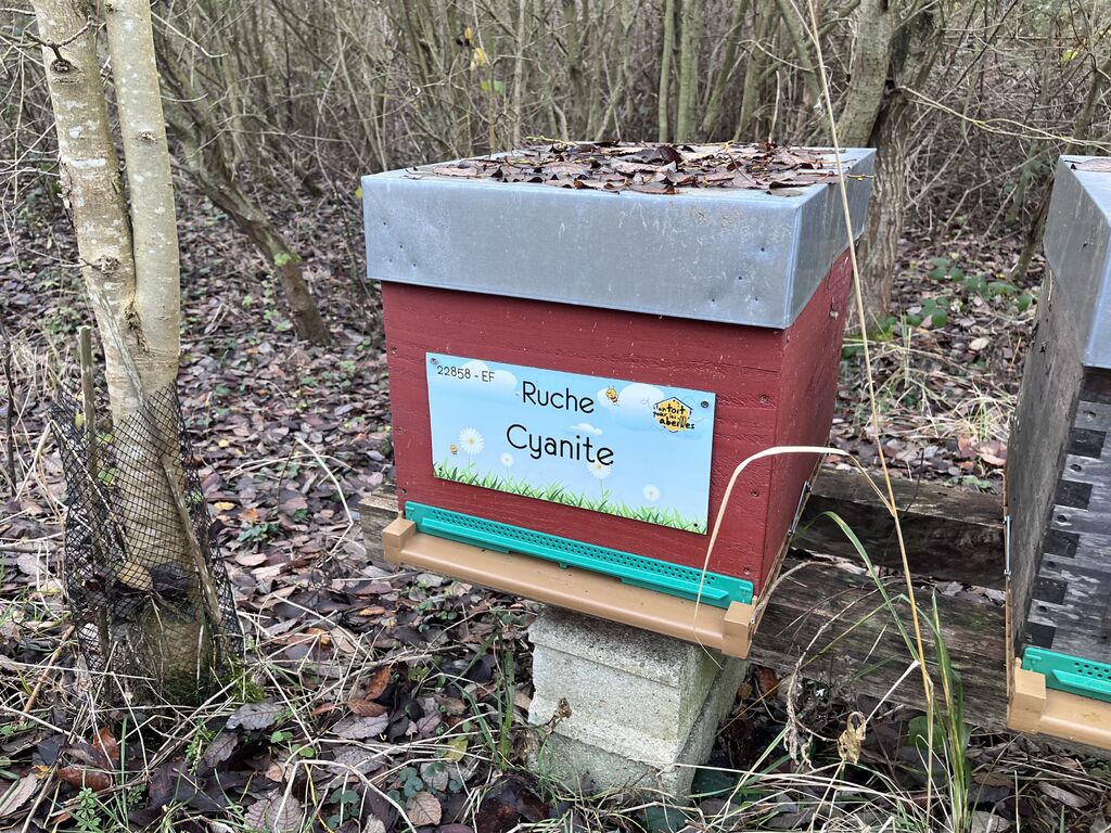 La ruche Cyanite