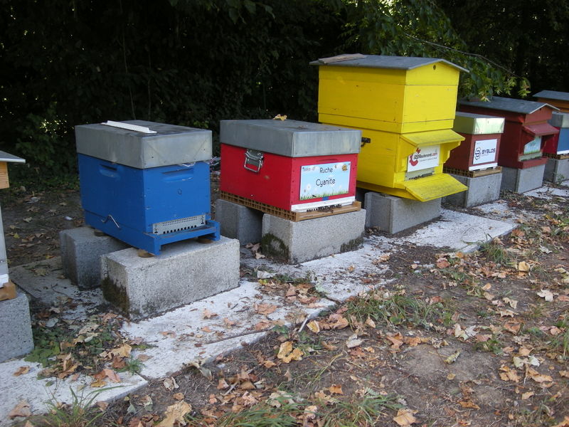 La ruche Cyanite