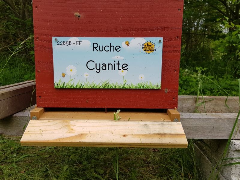 La ruche Cyanite