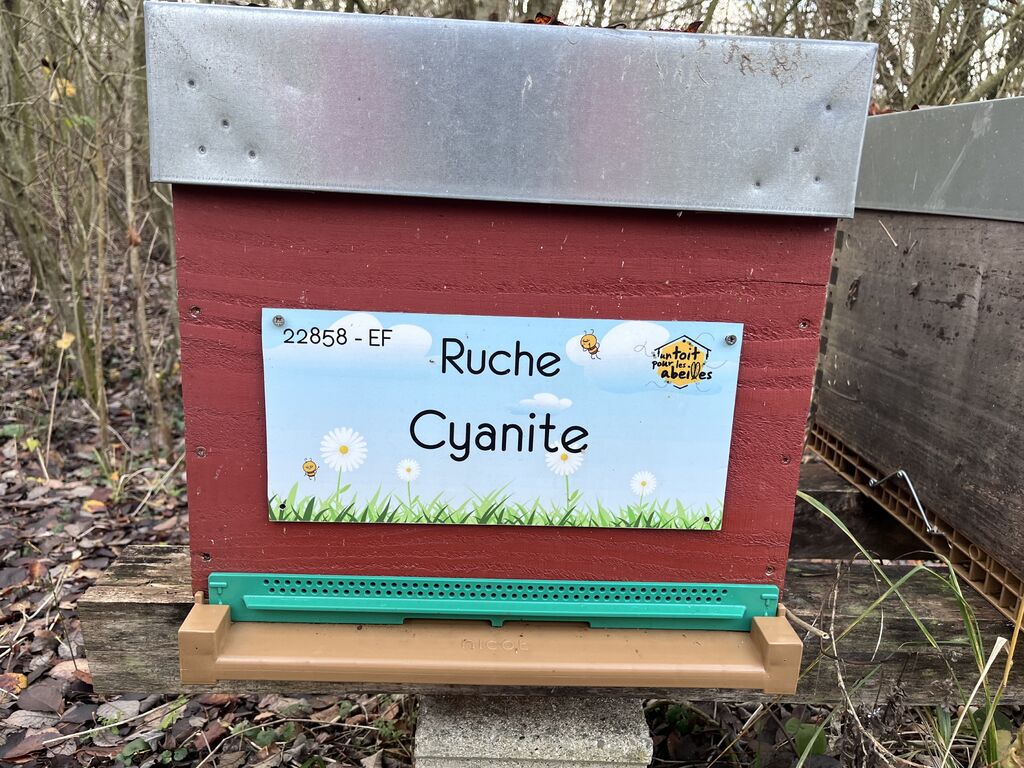 La ruche Cyanite
