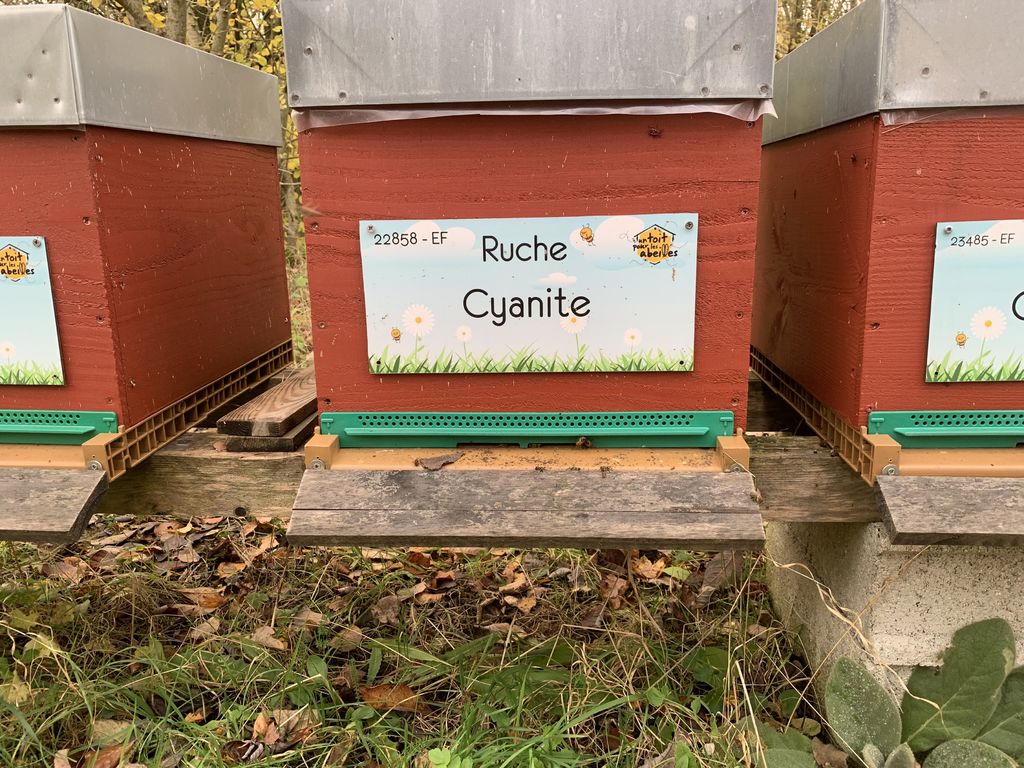 La ruche Cyanite