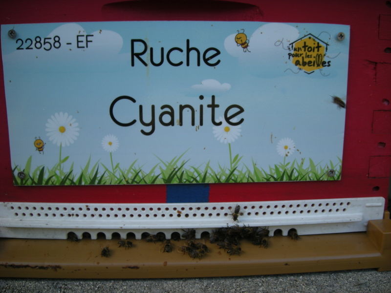 La ruche Cyanite