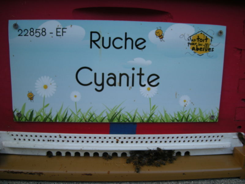 La ruche Cyanite