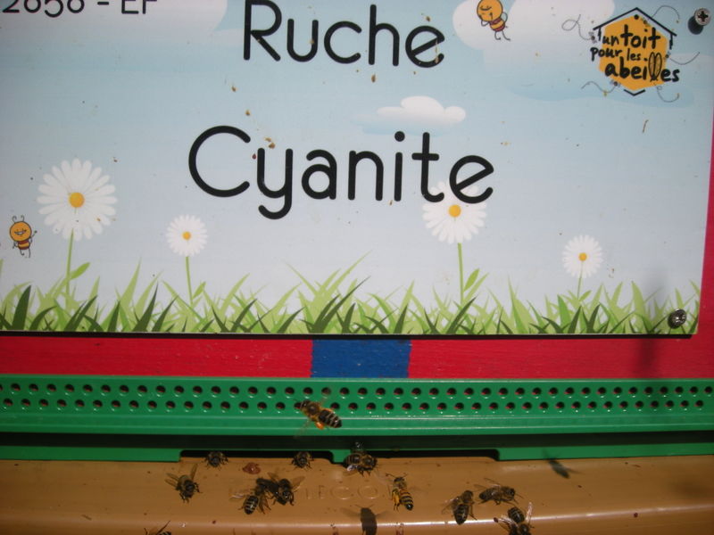 La ruche Cyanite
