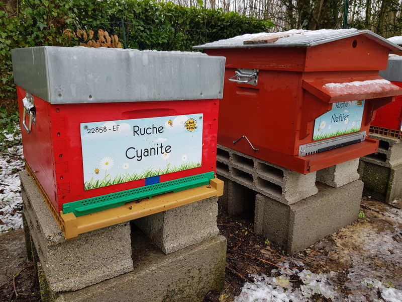 La ruche Cyanite