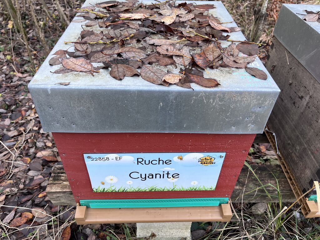 La ruche Cyanite