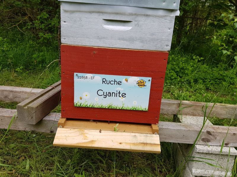 La ruche Cyanite