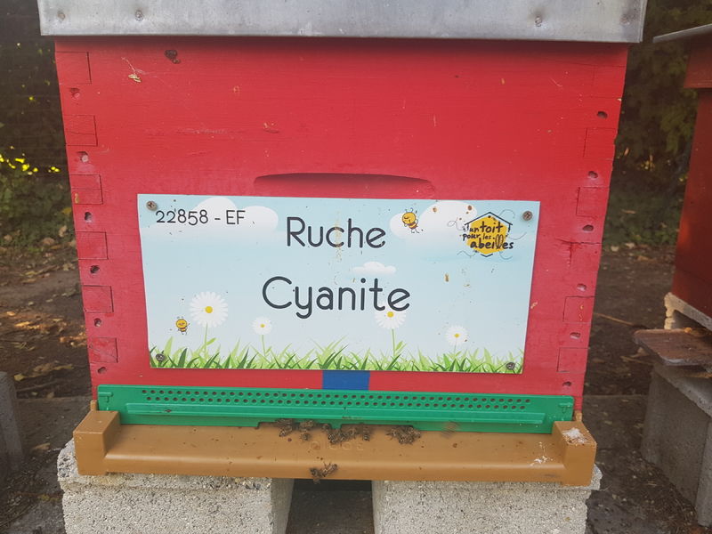 La ruche Cyanite