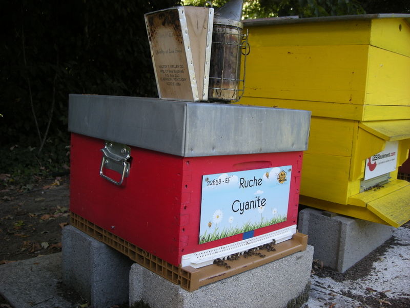 La ruche Cyanite