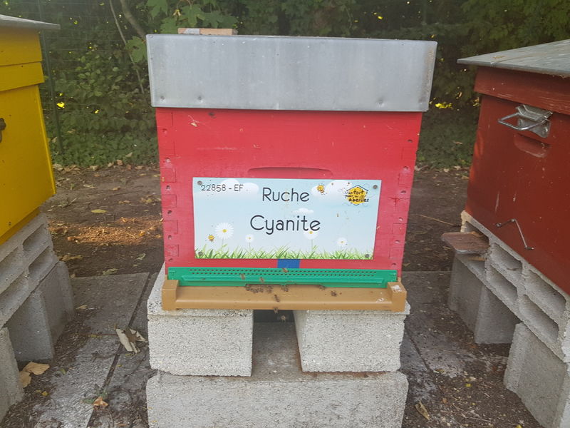 La ruche Cyanite