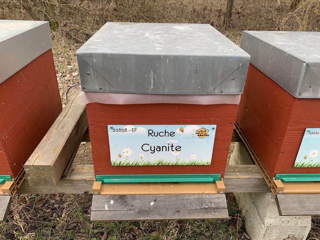 La ruche Cyanite