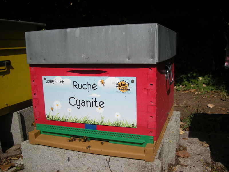La ruche Cyanite