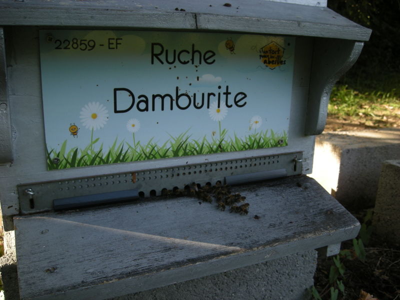 La ruche Damburite