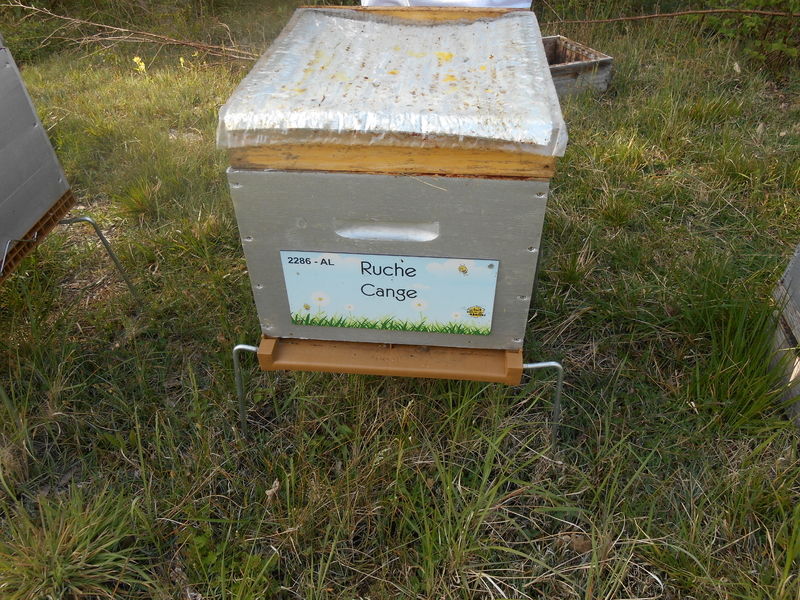 La ruche Cange