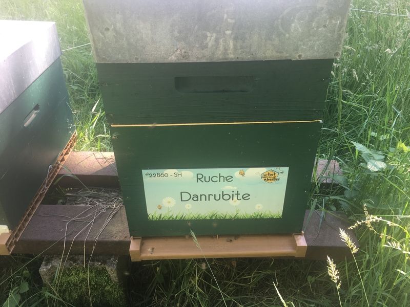 La ruche Danrubite