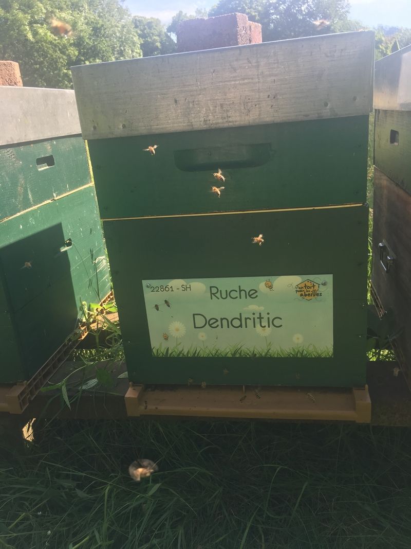 La ruche Dendritic