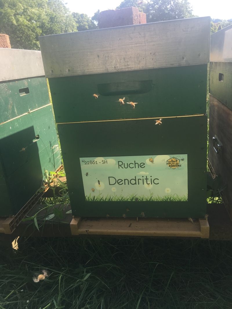 La ruche Dendritic