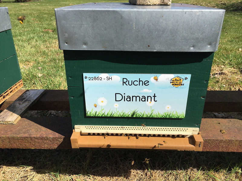 La ruche Diamant