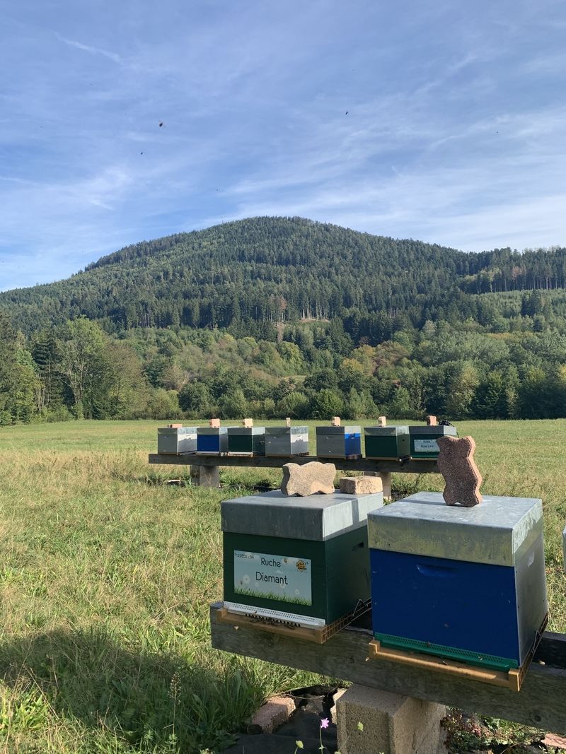 La ruche Diamant