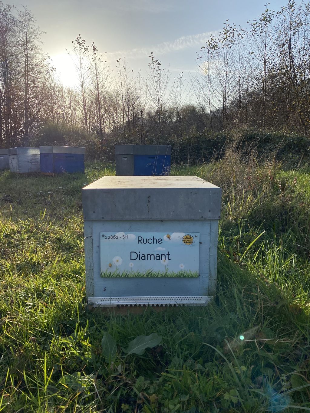 La ruche Diamant