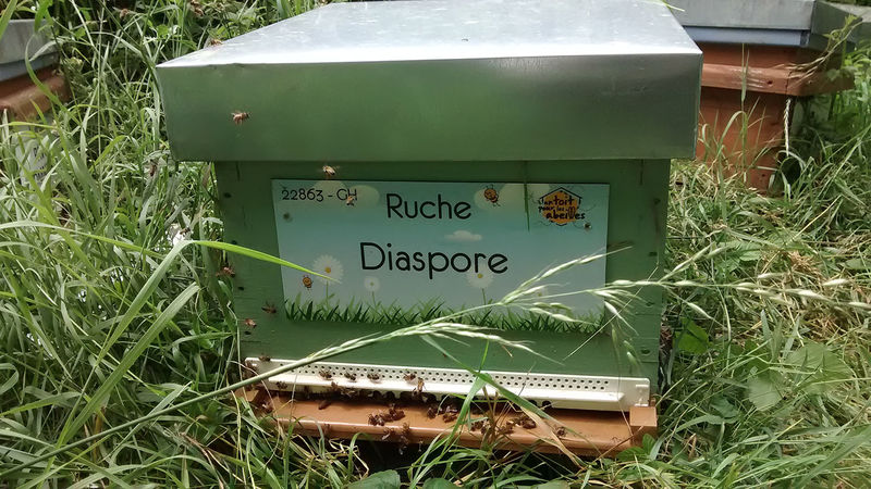 La ruche
