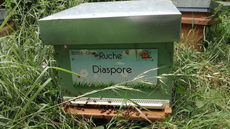 La ruche Diaspore