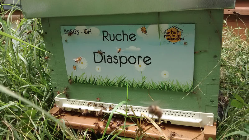 La ruche Diaspore