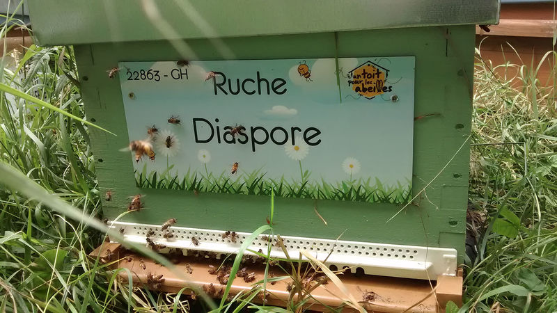 La ruche Diaspore